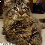 @greenholt.arnold_504 Profile Picture